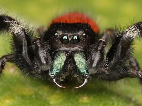 【서울=뉴시스】 호주에서 집에 들어온 거미를 죽이겠다고 한밤중 소리를 질러 댄 남성 때문에 경찰이 출동하는 소동이 벌어졌다고 FOX8 뉴스가 27일(현지시간) 보도했다. <출처: 호주 경찰 페이스북> 2015.11.27.