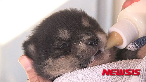 【서울=뉴시스】신진아 기자 = SBS 'TV 동물농장'에 새끼를 돌보는 베이비시터를 고용하고 놀러 다니기에 바쁜 날라리 어미 개가 나타났다.&nbsp; jashin@newsis.com 