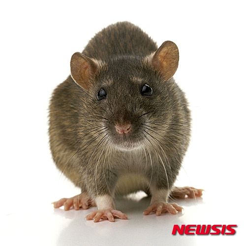 【서울=뉴시스】영국의 대중지인 ‘더선’은 17일(현지시간) 영국의 한 시립양노원에서 생활하던 파멜라 허드슨(75)이 50여 차례 쥐의 공격을 받은 끝에 3개월 만에 사망했다고 보도했다. 파멜라 할머니가 말년을 보내던 글렌 로지 양로원의 한 요양사는 갈색의 커다란 쥐가 할머니를 계속 공격했다고 전했다. 사진은 '더선'이 기사와 함께 공개한 쥐의 사진. (사진출처=더선, http://www.thesun.co.uk)