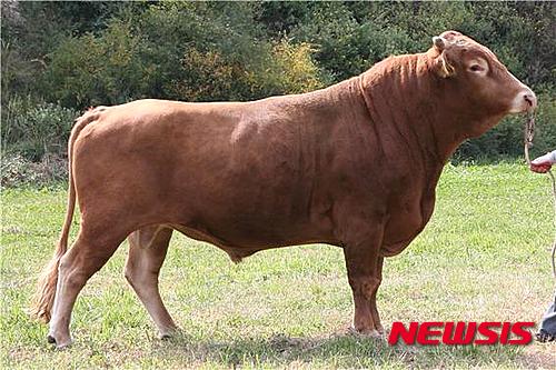 【제주=뉴시스】김용덕 기자 = 27일 농협 한우개량사업소에서 주관하는 올해 하반기 한우 보증 씨수소 선발대회에서 서귀포시 표선면 한마음농장의 강덕규씨 수소가 도내 최초로 ‘한우 보증 씨수소(종모우)’에 선발됐다. 강씨의 농장에서 2012년 태어난 이 한우 보증 씨수소는 후대 한우의 육질 개선 및 한우 암소 개량 효과가 뛰어날 것으로 평가 받고 있다. 2015.12.27. (사진 = 서귀포시축협 제공)&nbsp; kydjt6309@newsis.com