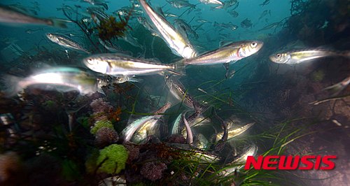 【부산=뉴시스】 도루묵