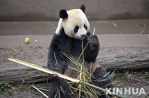 【야안=신화/뉴시스】중국 쓰촨성 야안의 비펑샤 자이언트판다보호연구센터에서 8일 판다 한 마리가 대나무 줄기를 먹고 있다. 중국 산림부는 현재 중국 내 판다 개체수는 433마리이며, 생존률은 88%라고 7일 밝혔다. 산림부는 판다 개체수를 2020년까지 500마리를 늘이는 것을 목표로 하고 있다. 2016.01.08