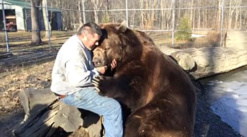 【서울=뉴시스】미국 뉴욕에서 3m에 가까운 거대 불곰과 친구가 된 '겁 없는' 사나이가 화제다. 15일(현지시간) 뉴욕 오티스빌에 위치한 '고아가 된 야생동물 보호센터(Orphaned Wildlife Center)'에 따르면 사육사 짐 코발치크는 21살짜리 코디액 불곰 '짐보'와 특별한 우정을 나누고 있다. <출처: Orphaned Wildlife Center 캡처> 2015.1.15.