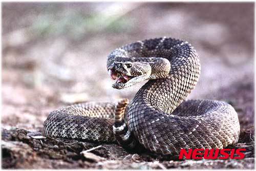 【서울=뉴시스】미국의 아마추어 과학자 팀 프리드가 '뱀독 백신'을 만들기 위해 자발적으로 독사에게 160번 이상이나 물리는 '실험'을 하고 있다고 영국 텔레그래프가 22일(현지시간) 보도했다. 프리드는 인터뷰에서 "사육하던 뱀에게 물려 면역성이 강해진 것을 알고 이를 공공의 이익에 활용하기로 했다"며 "'뱀독 백신'을 개발하거나 내 목숨을 잃을 때까지 계속할 계획"이라고 말했다. 2015.01.22