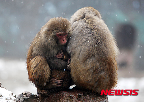 【서울=뉴시스】원추의 '오늘의 운세' 2016년 1월27일 수요일 (음력 12월18일·무신)&nbsp; ▶쥐띠 = 아는 길도 물어가라는 말을 상기시킬 때다. 서둘러 추진 시 주위에 해를 끼치게 되나 차분히 진행하면 의외로 쉽게 풀릴 듯. 1·4·9월생은 신규 사업에 투자하려는 계획에 차질이 생기나 말·양·소띠와 협력하여 추진한다면 큰 성과 있을 듯.&nbsp;&nbsp; ▶소띠 = 주어진 일의 시작도 중요하지만 끝맺음이 더욱 중요함을 알아라. 금전으로 인해 매듭짓기 힘든 일이 있다면 신용을 바탕으로 처리하면 수월하게 될 듯. ㄱ·ㅅ·ㅇ성씨는 오늘 일을 내일로 미루지 말고 처리할 것. 쌓인 일로 인해 후회할 일 생길 듯.&nbsp;&nbsp; ▶범띠 = 불필요한 시간을 낭비하지 말고 쓸데없는 근심으로 마음을 쓰지 않는 것이 생활을 즐겁게 만드는 것이다. 현 상황에서 보여줘야 할 일의 진행은 순조로우니 알찬 계획을 세우고 당장 보이지 않는 일은 내일 생각하라.&nbsp;&nbsp; ▶토끼띠 = 난관에 부딪히면 누구나 괴로운 법. 그러나 그 속에서도 배울 점을 찾으면 오늘보다 새로운 내일을 얻을 수. 예술계에 몸담은 이는 기쁨에 젖어 방심한 태도로 있으면 실의에 빠질 수 있으니 유비무환의 정신이 필요한 때.&nbsp;&nbsp; ▶용띠 = 새로운 사업에 도전하면 좋은 성과를 얻을 운이니 시도함이 좋을 듯. 옳은 판단력으로 실속 없는 약속을 배제할 때 안정된 생활이 이루어질 듯. 3·8·11월생은 북쪽에서 진행 중인 사업은 재점검이 필요할 때임.&nbsp;&nbsp; ▶뱀띠 = 벌여 놓은 일이 너무 많으면 심적인 부담만 커지니 알맞은 계획을 가질 때 서쪽에서 도움 줄 자 나타날 듯. 피로한 심신의 활력소를 불어 넣어주겠다. ㄱ·ㅂ·ㅇ성씨는 혼자만의 사랑은 시간만 낭비할 뿐 친지나 친구에게 도움을 청하라.&nbsp;&nbsp; ▶말띠 = 땀 흘린 노력의 대가가 허사가 되는 날이 될 수 있으니 쥐·용·개띠의 부탁을 거절하라. 오늘은 늦은 시간까지 일함이 내일의 에너지 일 것이니 재충전이 요구된다. ㅁ·ㅂ·ㅎ성씨 남쪽 일에 신경 써라.&nbsp;&nbsp; ▶양띠 = 자신이 함께 하는 사람보다 부족하다는 것을 강조하라. 자존심이 강한 자니 신중하게 처세할 것. 상대를 마음이 없는데 혼자서 애태우다 놓칠 수 있으니 미루지 말고 1·4·11월생에게 도움을 청한다면 쉽게 성사될 듯.&nbsp;&nbsp; ▶원숭이띠 = 친분이 있는 사람과는 함께 하고자 하는 일을 내년으로 미뤄야 할 듯. 약속을 받으면 더 좋은 것을 놓칠 수 있겠다. 혼자 판단 못하면 북서쪽 사람과 상의하면 길하고 7·8·9월생은 노란색은 피하고 동쪽으로는 가지 말 것.&nbsp;&nbsp; ▶닭띠 = 여성이 약하다고 하는 건 어리석다. 강한 남성도 여자의 몸을 통해 나오는 것처럼 이 세상 이치에 맞추는 사람이란 결국 약한 자가 강하다는 것을 인정하는데 있다. 지나친 신경을 건강을 해칠 수. 금전거래는 냉정 하라.&nbsp;&nbsp; ▶개띠 = 자기 마음의 문을 열줄 아는 사람이 되어라. 남에게 베풀어야 자기에게도 득이 있는 법. 제아무리 좋은 연장이라도 안 쓰면 녹쓰는 것을 깨달아야 할 때. ㅇ·ㅁ·ㅈ성씨는 자기발전에 힘쓸 것. 제지업 서비스업은 길함.&nbsp;&nbsp; ▶돼지띠 = 마음을 비우고 욕심을 버리며 진실을 보이면 상공인은 운이 열릴 것이다. 문서관계에 신경 쓰며 관재수가 따르니 주의하라. 그로 인하여 건강에 문제가 될 듯. 잡은 고기도 놓칠 약한 힘이니 상대를 경계하라.&nbsp;&nbsp; 구삼원 원장 02-959-8493, 010-5584-9393 