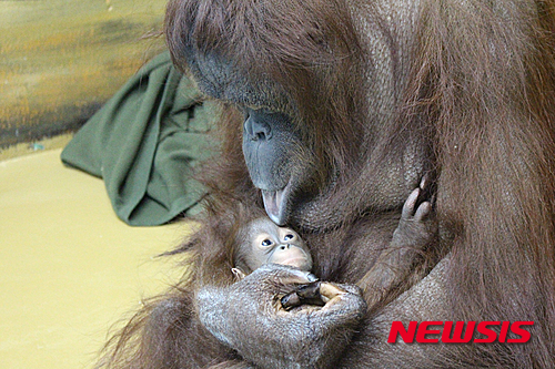 【서울=뉴시스】경기도 고양시에 위치한 테마동물원 쥬쥬(원장 최실경)는 작년 12월 3일에 태어난 보르네오 순종 오랑우탄을 오는 6일부터 공개한다고 4일 밝혔다.&nbsp; 이번에 공개되는 아기 오랑우탄은 2003년 동물원으로 반입된 오랑이(암컷)와 2012년 부산더파크에서 반입된 복돌이(수컷) 사이에서 태어났으며 유전자 검사결과 국내 최초로 태어난 보르네오 순종이다. 2016.02.04. (사진=테마동물원 쥬쥬 제공)&nbsp; photo@newsis.com