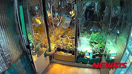 【부산=뉴시스】하경민 기자 = 부산지방경찰청 마약수사대는 지난해 10월부터 약 4개월 동안 마약류 판매·투약자에 대한 집중수사를 벌여 모두 42명을 적발, 이중 27명을 구속하고 15명을 불구속 입건했다고 22일 밝혔다.&nbsp; 사진은 캐나다 국적의 대학교수인 A(47)씨의 아파트 베란다에 설치된 대마 재배시설. 2016.02.22. (사진=부산경찰청 제공)&nbsp; yulnetphoto@newsis.com