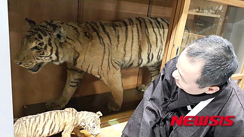 【뉴욕=뉴시스】노창현 특파원 = 일제가 멸종시킨 조선호랑이의 표본을 환수하는 작업이 민간에서 펼쳐지고 있다. 문화재제자리찾기(대표 혜문)는 22일 "일본 기업가 야마모토 타다사부로(山本唯三郎)가 1917년 야마모토 정호군을 구성, 대대적인 사냥을 벌였을 때 포획한 호랑이 표본을 교토 도지샤(同志社)중학교에서 확인했다"며 "호랑이 표본을 기증형식으로 되돌려줄 것을 요청했다"고 밝혔다. 야마모토가 사냥한 호랑이는 2마리였는데, 모두 표본으로 만들어져 하나는 황태자에게 기증되었고, 또 하나는 모교인 쿄토 도지샤 대학에 기증된 것으로 알려졌다. 야마모토의 조선 호랑이 사냥은 현재 개봉중인 영화 '대호'의 모티브가 된 것이기도 하다. 혜문 대표가 조선호랑이 표본을 열람하고 있다. 2016.02.22. <사진=문화재제자리찾기 제공>&nbsp; robin@newsis.com 