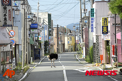 【저팬소사이어티·AP/뉴시스】2011년 3월 11일 일본 후쿠시마의 한 마을이 텅 비어있는 가운데 인근 시설에서 탈출한 칠면조 한 마리가 도로 한가운데 서있다. 당시 동일본 대지진으로 인해 발생한 쓰나미로 후쿠시마 원자력발전소가 폭발하며 방사성 물질이 유출되자, 인근 마을 주민들이 완전히 소개되면서 유령마을들이 속속 생겨났다. 사진기자 오타 야스스케가 찍은 이 사진은 '버려진 마을'이란 제목으로, 2일(현지시간) 부터 6월 12일까지 저팬소사이어티 주최로 미국 뉴욕에서 열리는 동일본대지진 5주년 기념 사진전에 전시된다. 2016.03.03