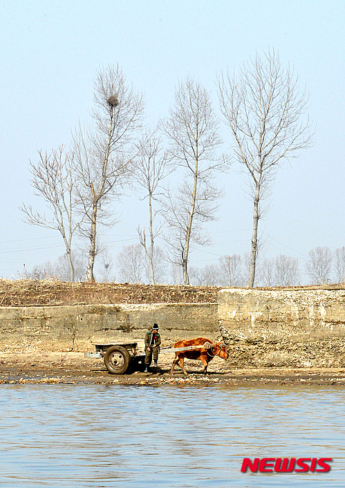 【단둥(중국 랴오닝성)= 중국 랴오닝성 단둥시 외곽 북·중 국경지대 압록강 강가를 북한 주민이 소 달구지를 몰고 가고 있다. 2016.03.07. pak7130@newsis.com