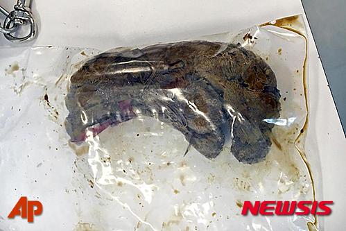 【산타페=AP/뉴시스】지난 14일 미국 뉴멕시코 주에 있는 산타페 동물 보호소가 제공한 사진으로 도그 드 보르도 종인 '하니'가 삼킨 길이 15㎝, 넓이 5㎝의 북금곰 인형. 수술을 통해 북극곰 인형을 제거한 하나의 건강은 회복되고 있다. 2016.03.18 