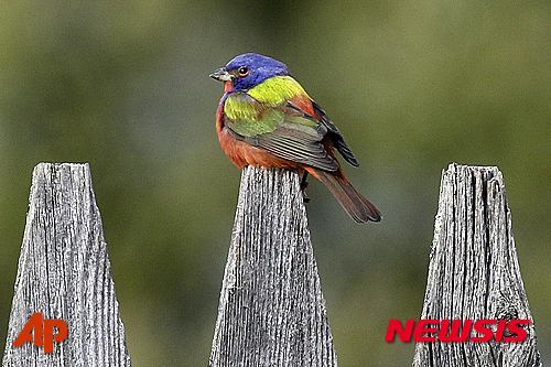 【버몬트=AP/뉴시스】미국 북동부에서 '날으는 무지개(Flying Raiinbow)'라고 불리는 희귀 무지갯빛 멧새가 잇달아 발견돼 애조가들을 흥분케 하고 있다고 AP통신이 23일(현지시간) 보도했다. 지난해 가을부터 뉴욕, 메인, 버몬트 등 북동부에서 무지갯빛 새를 봤다는 목격담이 계속 나오고 있다. 미국 중남부에 서식하는 이 새가 무슨 이유로 북쪽까지 날아 올라오는 건지는 밝혀지지 않았다. 2016.3.24. 