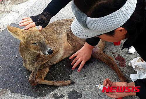 【화천=뉴시스】한윤식 기자 = 25일 낮 12시께 강원 화천군 화천읍 대이리 인근 도로상에서 차에 치여 심각한 부상을 당한 고라니를 지나가던 행인들이 치료하고 있다.2016.03.25.   ysh@newsis.com