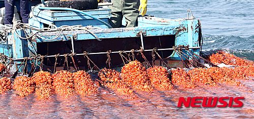 【부산=뉴시스】하경민 기자 = 국립수산과학원 남동해수산연구소는 경남 해역을 중심으로 굴·멍게 수하식양식장 바닥에 해삼을 양식하는 혼합양식 기술개발에 착수한다고 29일 밝혔다.&nbsp; 사진은 멍게 수하식 양식장의 모습. 2016.03.29. (사진=수산과학원 제공)&nbsp; yulnetphoto@newsis.com