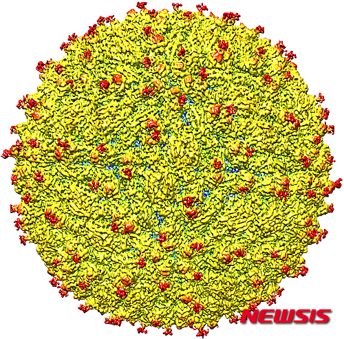 【서울=뉴시스】미국 퍼듀대와 국립알레르기전염병연구소가 31일(현지시간) 사이언스지에 발표한 지카 바이러스 사진. 연구팀은 2013~2014년 폴리네시아에서 지카 바이러스에 감염됐던 환자에게서 채취한 시료를 초저온 전자현미경으로 촬영하는데 성공했다. 지카 바이러스는 뎅기열 등을 유발하는 바이러스와 비슷한 구조이기는 하지만 표면의 단백질 구조는 다른 것으로 드러났다. <사진출처:퍼듀대 홈페이지> 2016.-4.01