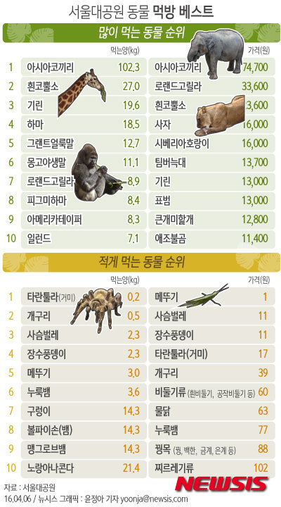 【서울=뉴시스】윤정아 기자 = 서울대공원은 6일 310종 3600여 마리 동물 중 '많이 먹는' 먹방스타 베스트 10을 공개했다. 1위는 하루평균 무려 102.3kg을 먹어치우는 '아시아코끼리'가 뽑혔다.&nbsp; yoonja@newsis.com