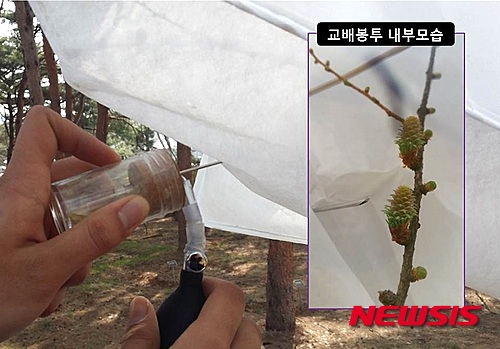 【대전=뉴시스】김양수 기자 = 독일에서 들여 온 화분(꽃가루)과 국내우량 낙엽송 간 인공교배 모습.2016.04.07(사진=국립산림과학원 제공)