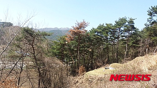 경남 함양군 안의면 신안리 56-1번지 당시 소나무재선충이 발생한 모습이다.하지만 검사결과 재선충병에 감염되지 않은 것으로 나타났다.2016.04.08.(사진=함양군 제공)&nbsp; photo.newsis.com
