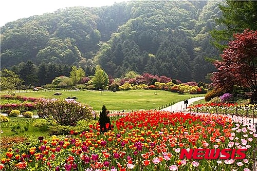  가평군 아침고요수목원의 만개한 튤립.
