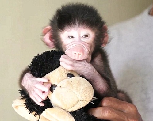 【서울=뉴시스】태어난 지 16일 된 새끼 개코원숭이(hamadryas baboon)가 태어나자마자 엄마에게 버림을 받았다. 인도 남부 마이소르 동물원 관리자가 주는 우유를 먹고 무럭무럭 자라고 있는 이 원숭이의 이름은 아직 지어지지 않았다. (사진: 데일리메일) 2016.04.22.