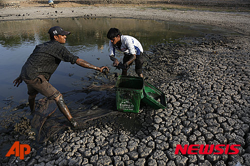 【아마다바드=AP/뉴시스】인도 아마다바드에서 24일 남성들이 극심한 가뭄으로 인해 웅덩이만한 크기로 줄어든 바스트라푸르 호수에서 죽음 물고기들을 치우고 살아남은 물고기는 다른 곳으로 옮기는 작업을 하고 있다. 2016.04.25
