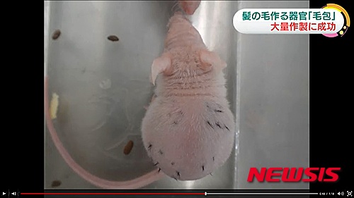 【서울=뉴시스】일본&nbsp; 요코하마(横浜)국립대학 후쿠다 준지(福田淳二) 준교수 연구팀이 쥐의 세포를 이용해 '모낭'을 대량 생산해 털이 자라게 하는데 성공했다. 연구진은 쥐의 태아에서 털이 자라는데 관계가 있는 2종류의 줄기세포를 추출해, 이것을 배양접시에서 300여개의 모낭으로 자연 배양해, 쥐의 등에 주사했더니 모낭에서 털이 자라는 것을 확인했다. 사진은 쥐의 등에 이식한 모낭에서 털이 자라는 모습이다. (사진출처: NHK)&nbsp; 