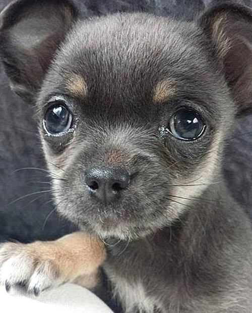 【서울=뉴시스】호주 멜버른에 사는 폐암환자인 히더 신덴은 지난 4일 4개월 된 치와와 ‘퍼지’(사진)를 잃어버린 후 비탄에 빠졌다. 퍼지가 집 뒤뜰에서 한가로이 쉬고 있을 때 까마귀 한 마리가 갑자기 날아와 퍼지를 물고 날아가 버렸다. 퍼지는 사람 손 위에 올려놓을 수 있을 정도로 크기가 작았다. (사진: 데일리메일 캡쳐) 2016.05.06. 