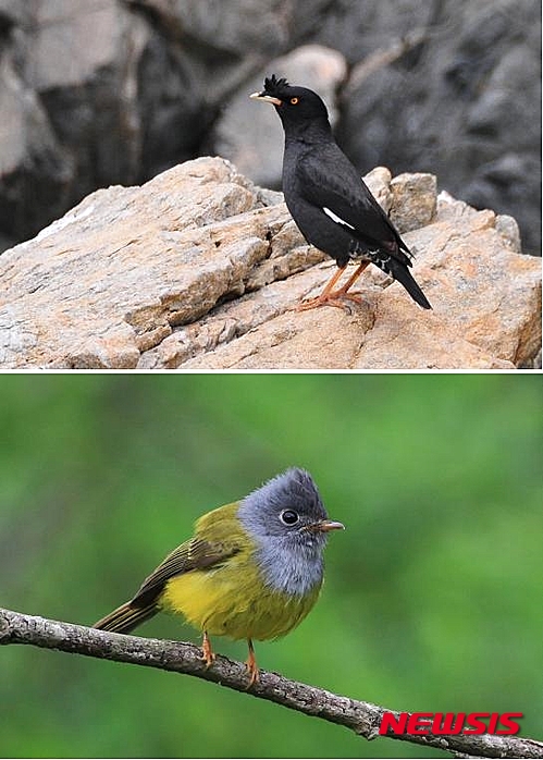 【서울=뉴시스】백영미 기자 = 국립생물자원관은 서해안을 통과하는 철새 실태 조사 중 국내에 기록이 없던 검은뿔찌르레기(가칭)와 회색머리노랑딱새(가칭)를 서해안 옹진군의 섬에서 처음으로 발견했다고 8일 밝혔다. (사진=환경부 제공) photo@newsis.com