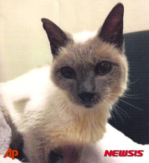 【기네스세계기록·AP/뉴시스】기네스세계기록은 미국에서 살고 있는 스쿠터라는 이름의 샴 종 고양이가 올해 3월 26일 서른 번째 생일을 맞아 세계 최고령 고양이 기록을 세웠다고 최근 밝혔다. 사진은 고양이 스쿠터의 최근 모습. 2016.05.11