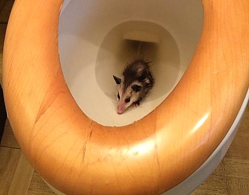 【서울=뉴시스】미국 캘리포니아 주 샌디에이고 동물보호 당국이 지난 16일(현지시간) 변기에서 구조한 아기 주머니 쥐. 당국은 공식 페이스북 페이지에 구조 당시 상황을 적은 설명과 함께 아기 쥐 사진을 올렸다. 아기 쥐는 동물 보호 단체로 옮겨졌다. 스스로 살아남을 수 있을 정도로 충분히 자란 뒤 야생으로 돌아갈 예정이다. (사진 출처 = 샌디에이고 동물보호당국 페이스북) 2016.05.20.