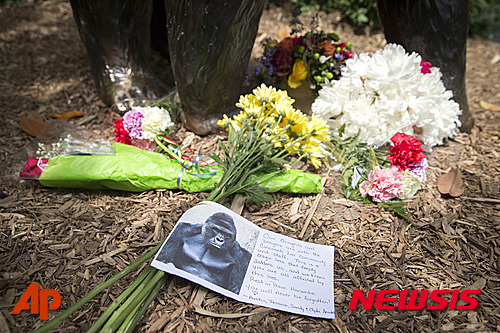【신시내티=AP/뉴시스】미국 오하이오주 신시내티 동물원의 고릴라 우리 앞 동상에 29일(현지시간) 하루 전 사살된 17살난 고릴라 하람비의 명복을 비는 꽃다발과 카드가 놓여 있다. 카드 속의 사진을 하람비의 모습이다. 하람비는 하루전 우리 안에 떨어진 소년을 구하기 위해 동물원 측에 의해 사살됐다. 2016.05.30&nbsp; 