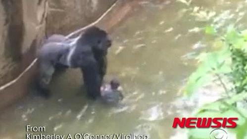 【서울=뉴시스】미국 오하이오주 신시내티 동물원에서 지난 28일(현지시간) 4세된 어린이가 고릴라 우리에 빠져 있는 모습. 17세된 고릴라 하람비가 소년 옆에 서있다. <사진출처:CBS> 2016.052.30 