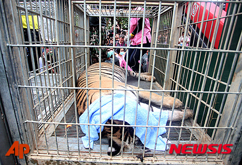 【사이욕=AP/뉴시스】태국 칸차나부리주 사이욕에 있는 유명한 '호랑이 불교사원'에서 30일 야생동물보호 당국자들에 의해 포획된 호랑이가 우리 안에 누워있다. 이 사원은 호랑이 밀매 및 사육을 했다는 혐의를 받고 있다. 이 곳 호랑이들은 보호시설로 이송될 예정이다. 2016.05.31