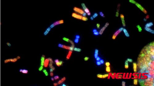[서울=뉴시스]인간 생명의 기본 요소를 처음부터 만들기 위한 논란많은 프로젝트가 세계 최초로 시작됐다고 BBC가 26일 보도했다. 사진은 인간의 염색체 모습. <사진출처:사이언스> 2025.06.26. 
