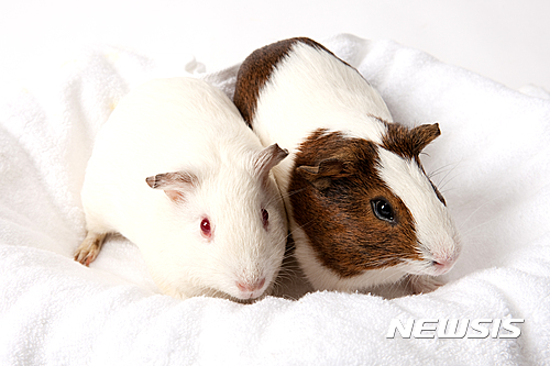 【서울=뉴시스】원추의 '오늘의 운세' 2016년 6월11일 토요일 (음력 5월7일·갑자)&nbsp; ▶쥐띠 = 본인의 마음을 속이지 마라. 상대방도 당신처럼 마음을 앓고 있음을 알라. 뱀·원숭이·닭·돼지띠를 가까이함도 좋을 듯. 2·5·9월생은 우울한 하루를 보내지 않으려면 검정색 의복은 피하고 ㄱ·ㅇ·ㅈ성씨는 놓친 고기는 빨리 잊어버림이 상책.&nbsp;&nbsp; ▶소띠 = 49년 1·2·5·6월생 가진 것 없어도 모든 것 소유한 것처럼 풍요로움을 누릴 수 있는 여유가 필요할 때. 다급하게 행하면 품안에 있던 것도 순식간에 날아가 버릴 수. ㄱ·ㄷ·ㅁ·ㅇ성씨 미혼자는 미리부터 애정에 부담을 주면 달음박질한다.&nbsp;&nbsp; ▶범띠 = 세월의 무심함을 한탄마라. 당신이 자초한 일 당신이 처리해야 한다. 함께 사는 자는 속 타는 줄 모르고 다른 요구하는구나. ㅂ·ㅈ·ㅊ성씨에게 기대려고만 하는 것 헛수고가 될 듯. 2·3·4·6월생 지금 생각에서 방향을 바꿔봄이 어떨지.&nbsp;&nbsp; ▶토끼띠 = 63년생 ㅇ·ㅊ·ㅎ성씨 말솜씨로 먹고 살 수. 대리점 운영자, 무역계통 종사자는 잠시 마음의 부담으로 바람이 불 듯. 곧 원상복귀되니 꾸준한 노력을 가까이 하라. 3·4·12월생 직장인 문서 다시 챙겨라. 펜과 종이로 인한 큰 실수가 있겠다.&nbsp;&nbsp; ▶용띠 = 내 인생 내 스스로 개척해야 하는 법. 내집 불난 것 구경만 하고 있을 것인지. 7·8·9월생 북쪽으로는 가지 않음이 좋을 듯. 회사 출장도 마찬가지. 평생 후회할 일 생길 수. ㅂ·ㅅ·ㅍ성씨 연하의 인연을 만나겠다. 미혼자 좋은 인연. 기혼자 불행으로 접어드는 길.&nbsp;&nbsp; ▶뱀띠 = 깊은 바다에 가라앉지 않으려면 부푼 욕망을 버려라. 과욕은 자신도 상하게 한다. 주위 환경의 불만으로 당신이 설 자리가 없어질 수. 5·10·12월생 실업자는 주위 소개로 곧 올바른 직장에 취업될 수. 현재는 자신의 기술을 닦아야 할 때.&nbsp;&nbsp; ▶말띠 = ㄴ·ㄷ·ㅂ·ㅇ성씨 마굿간에서 풀려나니 내 세상이로다. 뜻한 바 순조롭게 이루어질 수. 애정에도 떠난 님 새로이 찾아올 듯. 허심탄의하게 감정을 표현함이 좋겠다. 2·8·11·12월생 친구의 모임이 있는 자는 한층 더 우정이 두터워지는 계기가 되겠다.&nbsp;&nbsp; ▶양띠 = 67년생 ㄱ·ㅂ·ㅅ·ㅎ성씨 신입이라고 주어진 일만 하려고 하지 말고 회사 파악에 힘씀이 미래지향적이다. 5·7·9월생 흙에서 금과 옥이 나오니 재물이 늘어나는 시기. 공익사업 오퍼상에 투자하면 명예도 얻고 사업도 번창할 수. 서·남쪽이 길 방향.&nbsp;&nbsp; ▶원숭이띠 = 시냇물이 모여 바다를 이루는 격. 신용을 베푸니 주위에서 권위도 주고 명예도 주니 심신이 흡족할 수. 2·5·6월생 애정에 맑고 밝은 달이 뜨니 경색이 아름답구나. 연인과의 데이트하는 날로 정함도 길하겠다. 동·남쪽으로는 가지마라. 건강주의.&nbsp;&nbsp; ▶닭띠 = 미혼자 ㄱ·ㅈ·ㅊ·ㅎ성씨 오늘 혹 프러포즈 받을 수 있을 듯. 감정표출은 현 상태에서 좋은 시기. 하지만 빨리 귀가하는 것이 좋겠다. 7·10·12월생 기술직·보험계 종사자는 사소한 일로 언쟁이 있을 수. 한발 양보하여 자신의 고객으로 만듦이 좋을 것이다.&nbsp; ▶개띠 = 믿던 사람으로 인해 감언이설에 현혹되어 사기수, 손재수 있을 듯. 현명하게 처신하라. 5·7·11월생 언론·검찰계 종사자 전의가 당당하니 승진 또는 표창 있을 수. ㅅ·ㅊ·ㅍ성씨 상인은 뱃심과 용기를 증권에 투자하면 큰 손해 있겠다. 꼭 조심할 것.&nbsp; ▶돼지띠 = ㄷ·ㅍ·ㅎ성씨 여행을 떠날 때는 문단속과 자동차 점검에 신경 쓸 것. 가급적 가족과 함께 집에서 지냄이 좋을 듯. 2·5·8·9월생 사업가는 모든 일이 스트레스. 오늘 할 일은 다음으로 미루고 산책이나 휴식이 상책이다. 불운의 애정은 끊어라.&nbsp; 구삼원 원장 02-959-8493, 010-5584-9393 