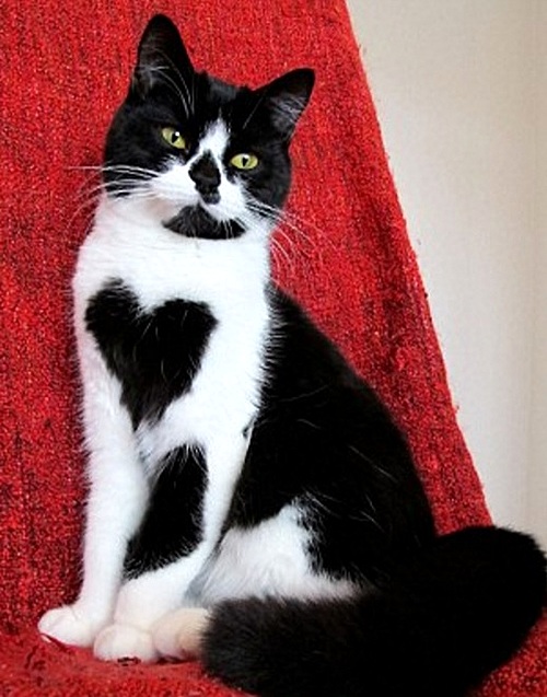 【서울=뉴시스】네덜란드에서 가슴에 하트 모양이 그려진 고양이가 소개돼 화제를 모으고 있다고 영국 데일리메일이 지난 9일(현지시간) 보도했다.다. 사진은 가슴에 하트 모양의 털이 나있는 고양이 조이의 모습. (사진출처: 데일리메일 캡처) 2016.06.10.