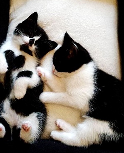 【서울=뉴시스】네덜란드에서 가슴에 하트 모양이 그려진 고양이가 소개돼 화제가 되고 있다고 9일(현지시간) 영국 데일리메일이 보도했다.사진은 '조이'(왼쪽)와 여동생 '이지'의 모습. (사진출처: 데일리메일 캡처) 2016.06.10.