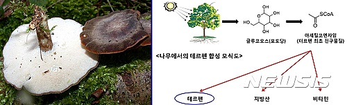 【대전=뉴시스】김양수 기자 = 겨울우산버섯(목재부후균), 오른쪽은 나무에서 테르펜이 합성되는 모식도.2016.06.15(사진=국립산림과학원 제공)