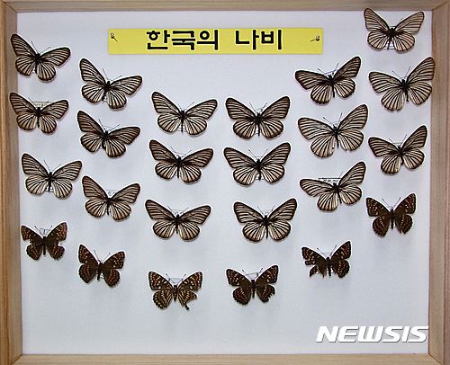 【서울=뉴시스】사진은 어리세줄나비와 홍줄나비 모습. 2016.06.20. (사진=국립수목원 제공) photo@newsis.com