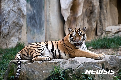 【서울=뉴시스】호랑이
