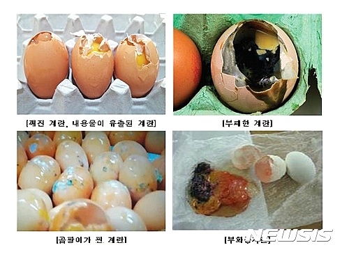 불법 유통 계란