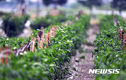 【남해=뉴시스】차용현 기자 = 장맛비가 추적추적 내리고 있는 3일 오전 경남 남해군 이동면 광두마을 인근 한 고추밭에서 산비둘기 한마리가 고춧대에 앉아 휴식을 취하고 있다. 2016.07.03.&nbsp; con@newsis.com