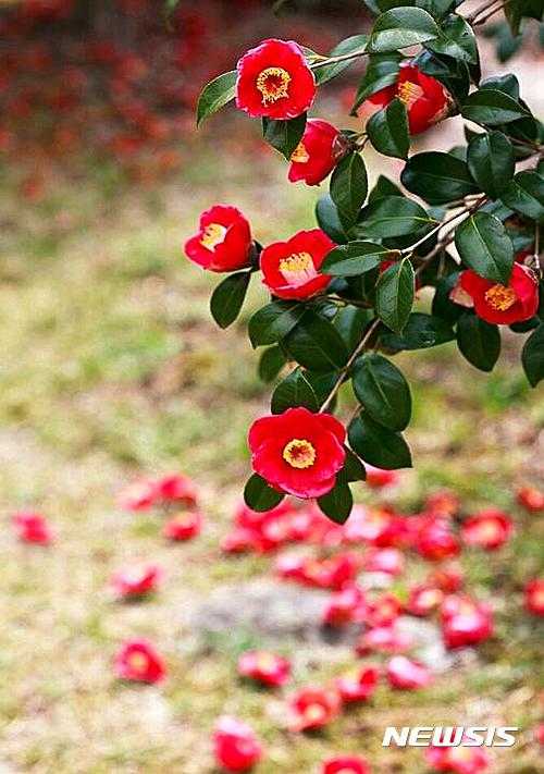 【통영=뉴시스】신정철 기자 = 경남 통영에서 생산되는 동백오일이 매년 30% 이상의 수출신장세를 보이며 농산물 수출효자종목으로 부상하고 있다. 사진은 통영동백유의 원료인 겨울철의 동백나무로, 꽃이 지고나면 동백나무에서 열매가 맺어지고 이 열매로 동백오일을 생산한다.2016.07.05.(사진=통영시 제공)&nbsp;&nbsp;&nbsp; photo@newsis.com&nbsp;&nbsp;&nbsp; 