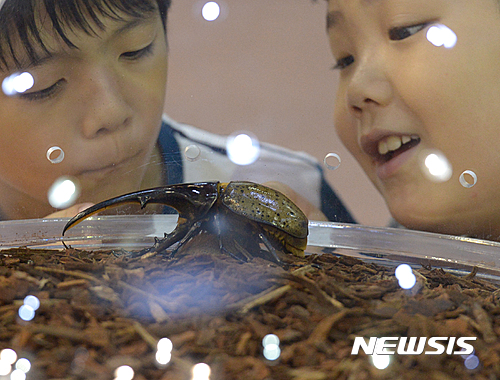 【서울=뉴시스】조수정 기자 = 2016 세계곤충박람회가 열린 22일 서울 양재동 aT센터에서 어린이들이 헤라클래스장수풍뎅이를 살펴보고 있다. 2016세계곤충박람회는 오는 8월 17일까지 aT센터 제2전시관에서 열린다. 2016.07.22. chocrystal@newsis.com