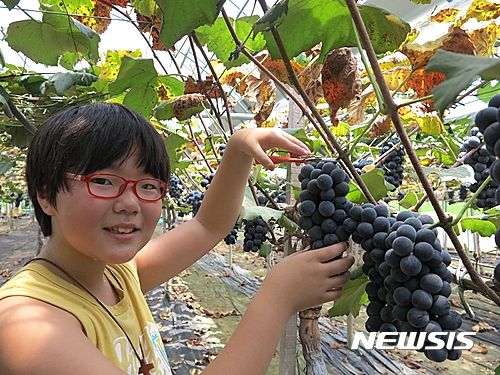 【옥천=뉴시스】이성기 기자 = 24일 충북 옥천의 '10회 향수옥천 포도·복숭아 축제' 포도따기 체험에 참가한 한 어린이가 포도를 직접 따보고 있다.2016.07.24(사진=옥천군 제공) sklee@newsis.com
