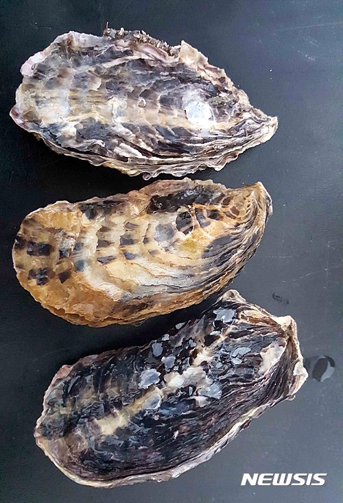 【부산=뉴시스】하경민 기자 = 고부가가치 수산물인 개체굴. (사진=수산과학원 제공) yulnetphoto@newsis.com