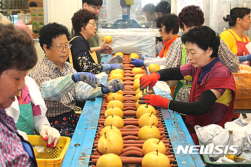 【나주=뉴시스】 = 사진은 전남 나주 금천면 나주배유통센터 미국 수출배 선과장. (사진=뉴시스DB)