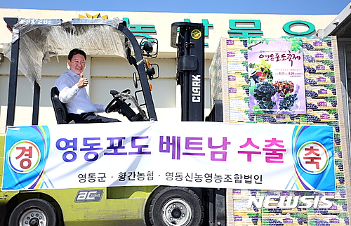 【영동=뉴시스】이성기 기자 = 과일의 고장 충북 영동의 명품포도가 홍콩·싱가포르 수출에 이어 베트남 시장을 개척해 호치민 소비자의 입맛 공략에 나섰다. 사진은 지난 10일 박세복 영동군수가 베트남 수출 물량을 선적하는 모습이다.2016.08.16(사진=영동군 제공) sklee@newsis.com