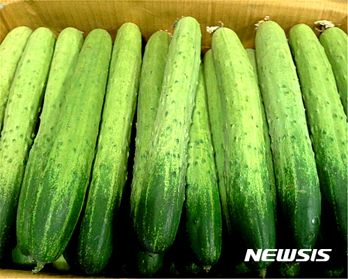【나주=뉴시스】이창우 기자 = 22일 한국농수산식품유통공사(aT)는 8월의 제철농산물로 '오이'를 선정했다. 품질 좋은 오이는 두께가 일정하게 고르고 전체적으로 진한 녹색이면서 꼭지에서부터 5cm 정도가 색이 짙고 푸른 것이 좋은 오이다. 2016.08.22 (사진=한국농수산식품유통공사 제공) lcw@newsis.com