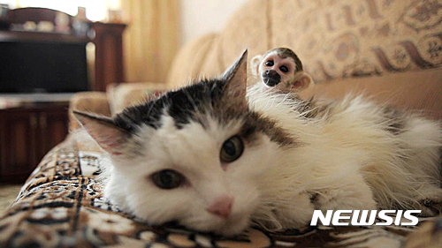 【튜멘=AP/뉴시스】러시아 튜멘에서 16살난 고양이가 어미에게 버림받은 생후 3주된 다람쥐원숭이를 새끼로 받아들여 돌봐 화제가 되고 있다. 사진은 지난 20일(현지시간) 표도르가 고양이 로신카 등에 매달려 있는 모습. 2016.08.24 